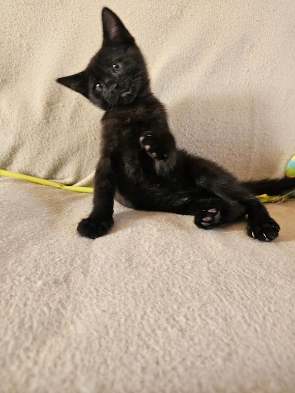 British Shorthair kittens for sale in Magherafelt, County Londonderry – 9 weeks old