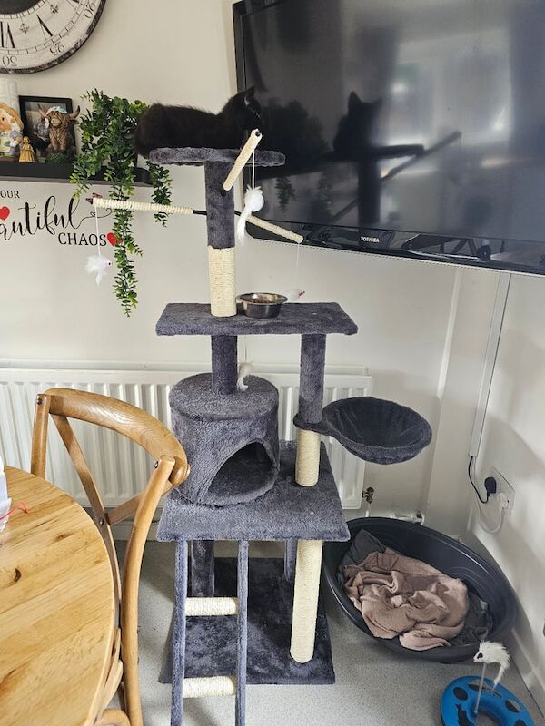 British Shorthair kittens for sale in Magherafelt, County Londonderry – 9 weeks old - Image 2 of 3