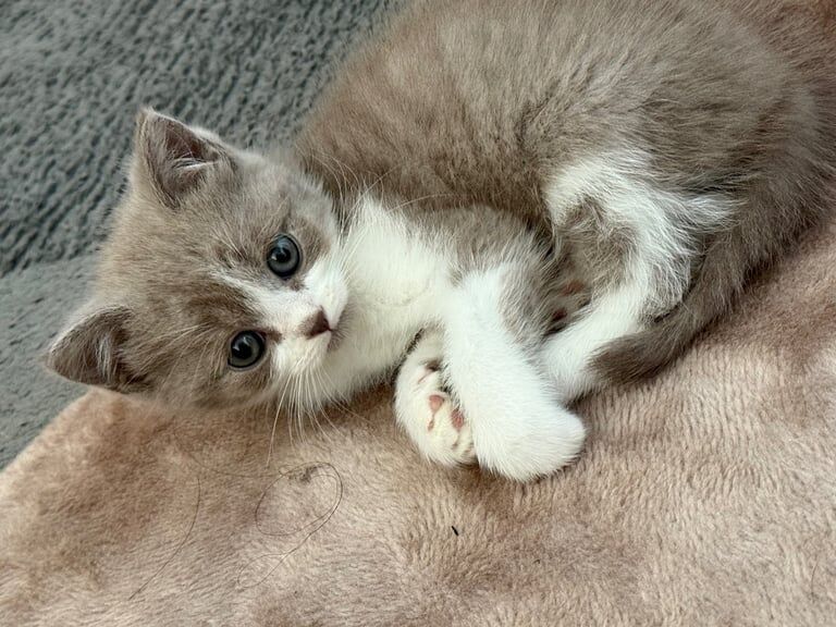 British Shorthair kittens for sale in Yardley, West Midlands – 10 weeks old