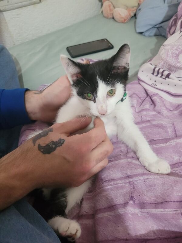 British Shorthair kittens for sale in Sandwell, West Midlands – 10 weeks old