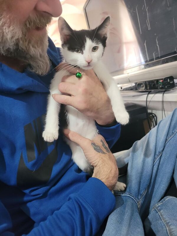 British Shorthair kittens for sale in Sandwell, West Midlands – 10 weeks old