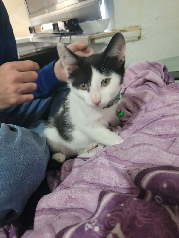 British Shorthair kittens for sale in Sandwell, West Midlands – 10 weeks old - Image 2 of 4