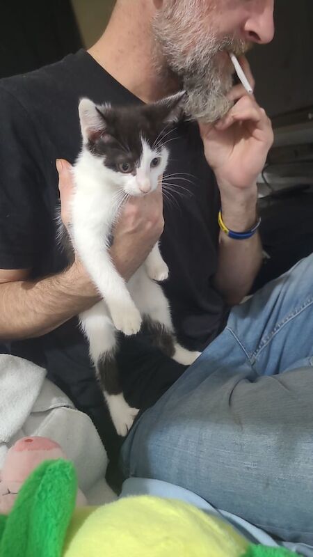 British Shorthair kittens for sale in Sandwell, West Midlands – 10 weeks old - Image 3 of 4