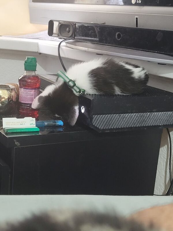 British Shorthair kittens for sale in Sandwell, West Midlands – 10 weeks old - Image 4 of 4