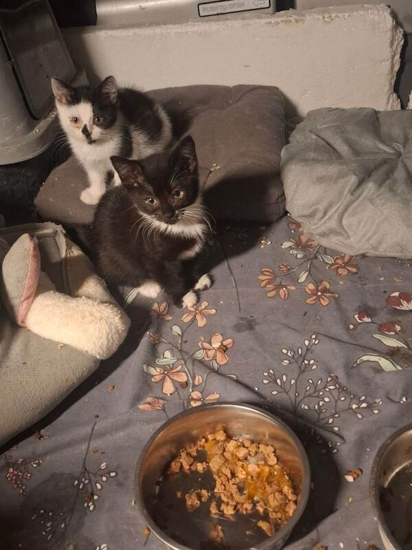10 week old kittens - Image 3 of 3