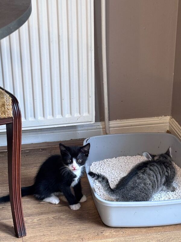 10 Week Old Kittens