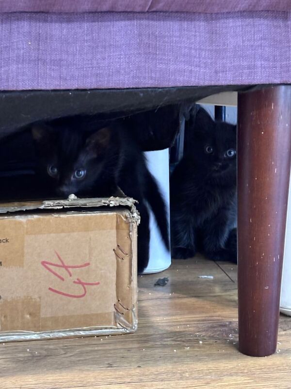 10 Week Old Kittens - Image 2 of 4