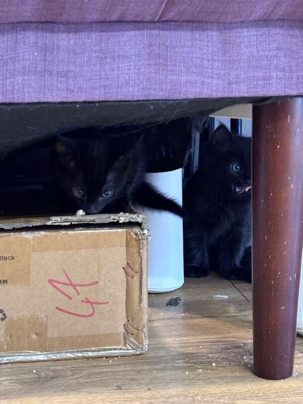 10 Week Old Kittens - Image 3 of 4
