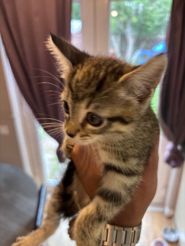 10 Week Old Kittens - Image 4 of 4