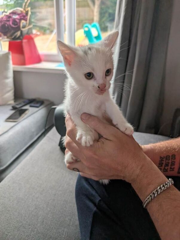 10 week old kittens for sale