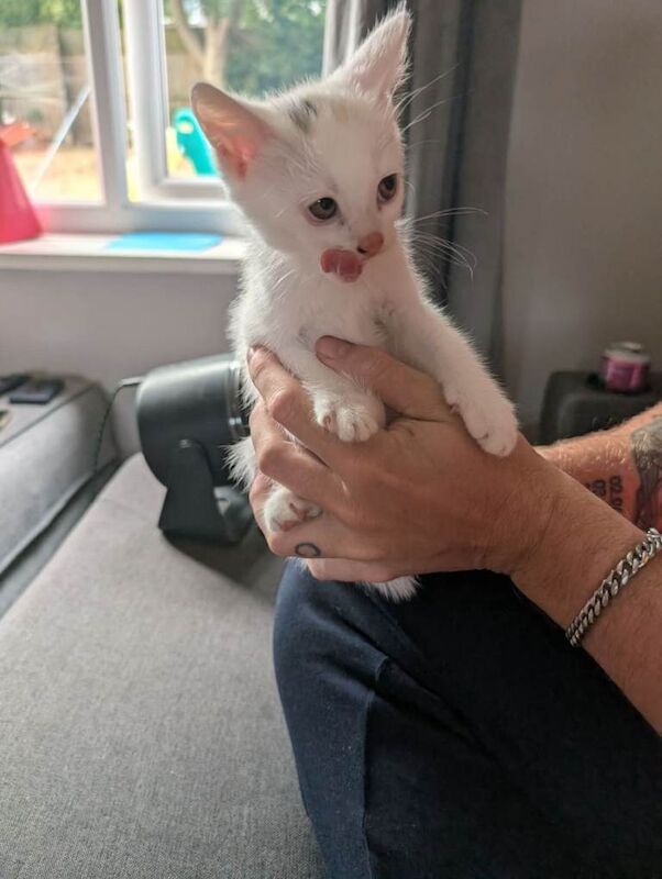 10 week old kittens for sale - Image 2 of 4
