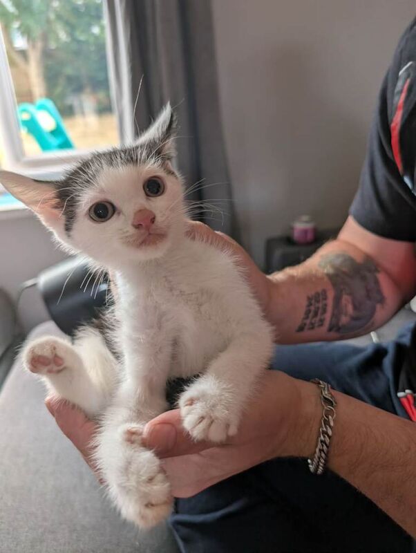 10 week old kittens for sale - Image 3 of 4