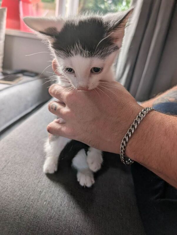 10 week old kittens for sale - Image 4 of 4
