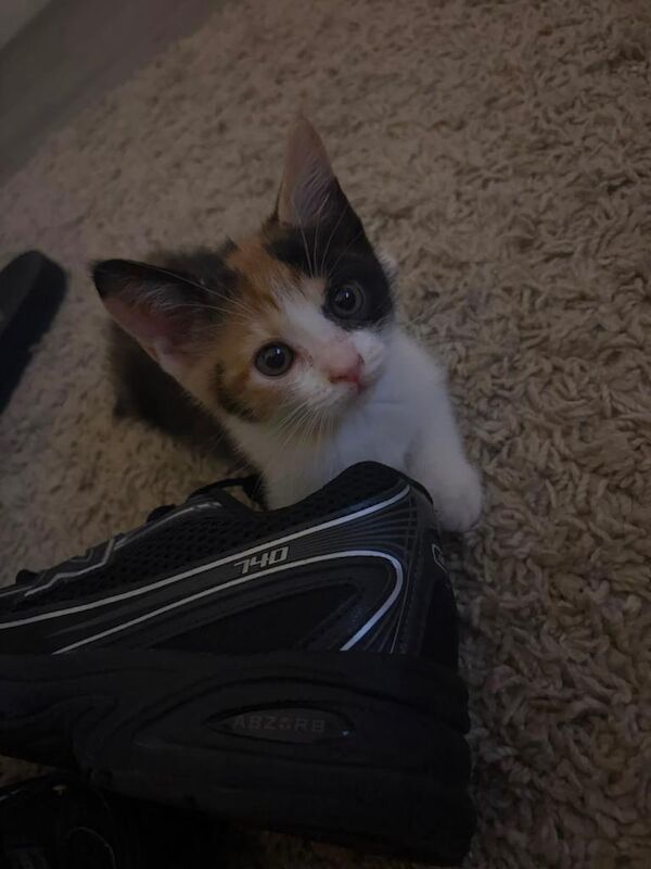 10 weeks kittens £100 each