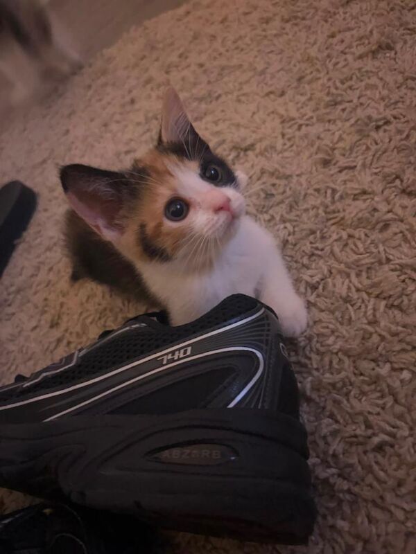 10 weeks kittens £100 each - Image 2 of 6