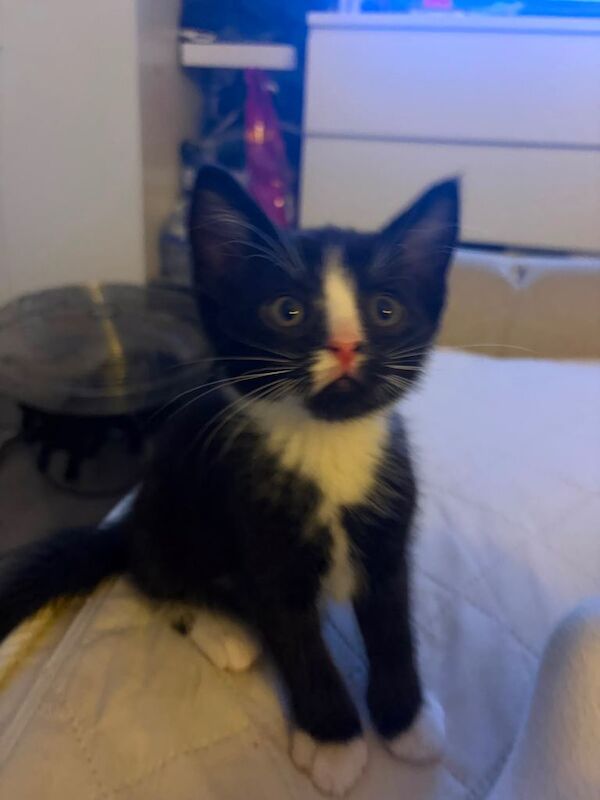 10 weeks kittens £100 each - Image 3 of 6