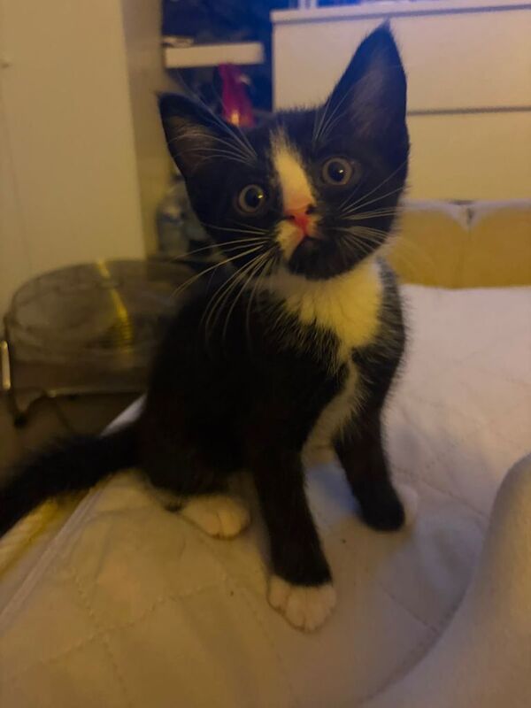 10 weeks kittens £100 each - Image 4 of 6
