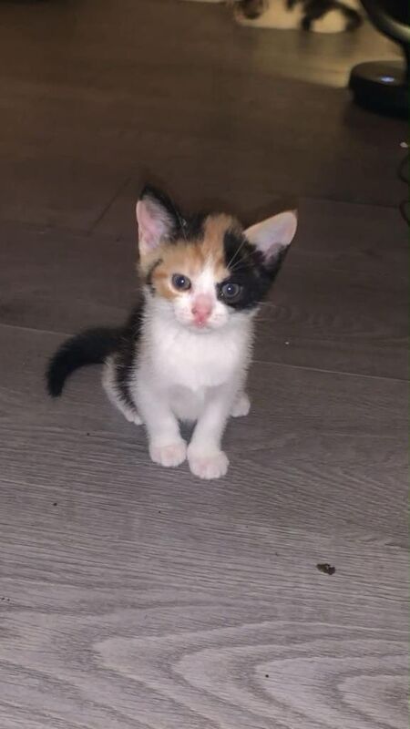 10 weeks kittens £100 each - Image 5 of 6