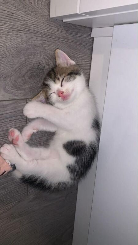 10 weeks kittens £100 each - Image 6 of 6