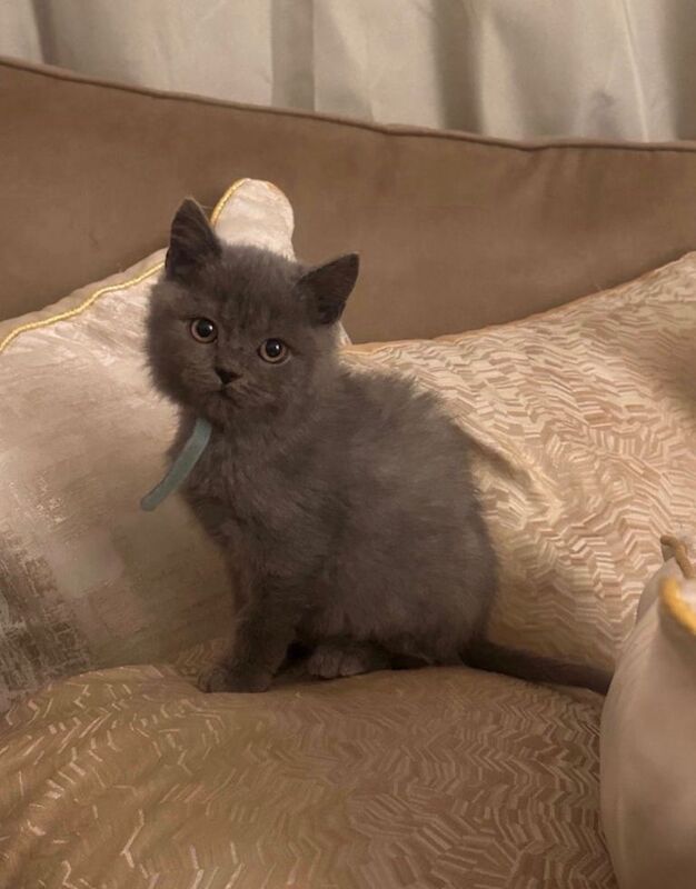 British Shorthair kittens for sale in Dagenham, Greater London – 10 weeks old