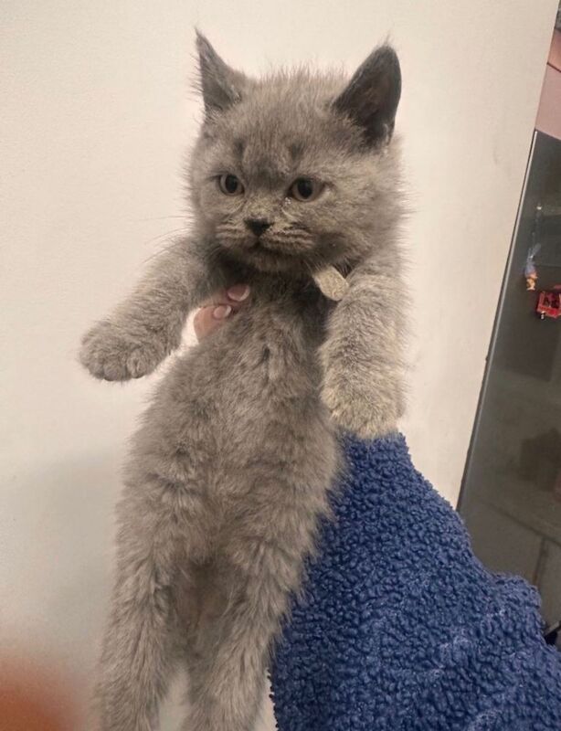 British Shorthair kittens for sale in Dagenham, London – 5 months old - Image 2 of 3