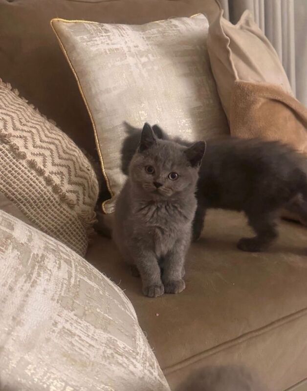British Shorthair kittens for sale in Dagenham, London – 5 months old - Image 3 of 3