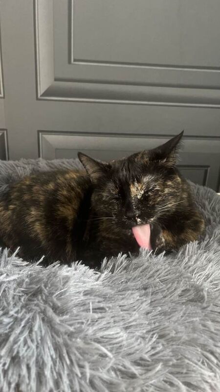 10 year old cat - Image 2 of 4