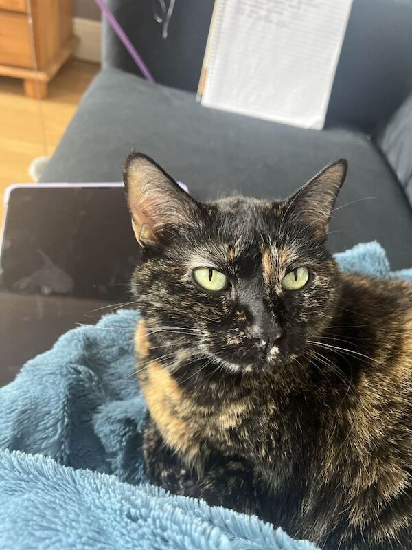 10 year old cat - Image 3 of 4