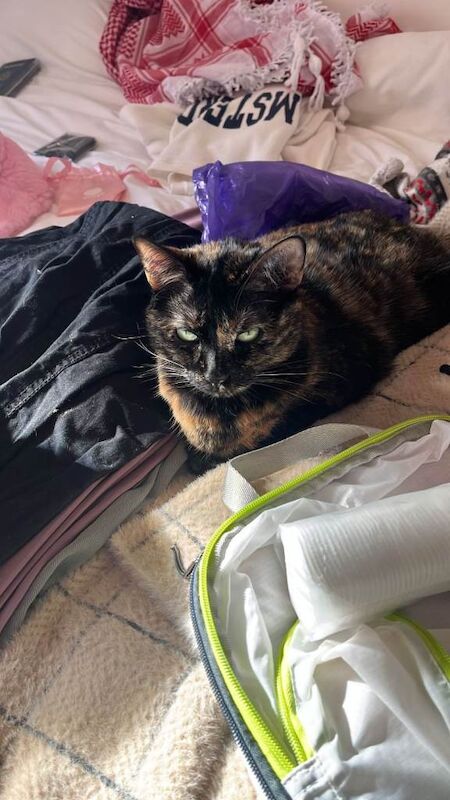 10 year old cat - Image 4 of 4