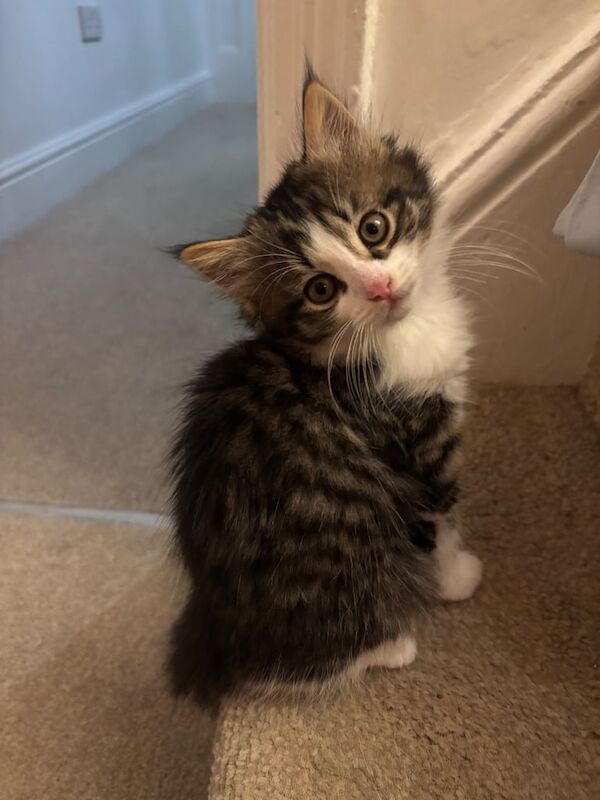 British Shorthair kittens for sale in Bolton, Greater Manchester – 9 weeks old