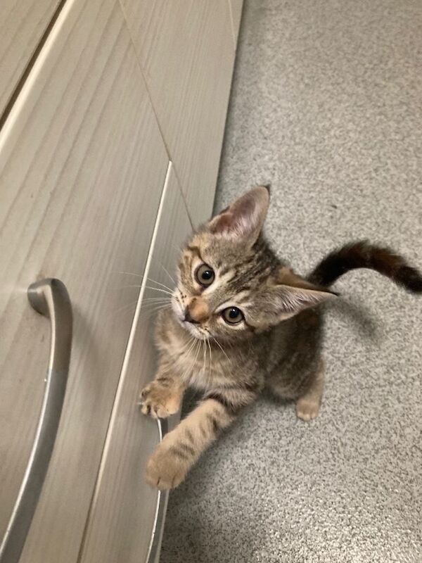 British Shorthair kittens for sale in Basildon, Essex – 11 weeks old