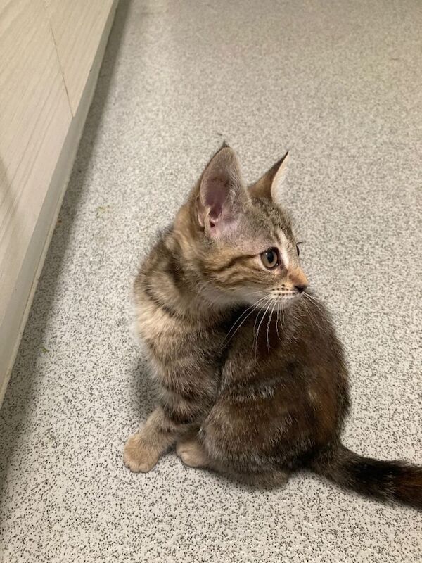 11 week old kitten - Image 3 of 4