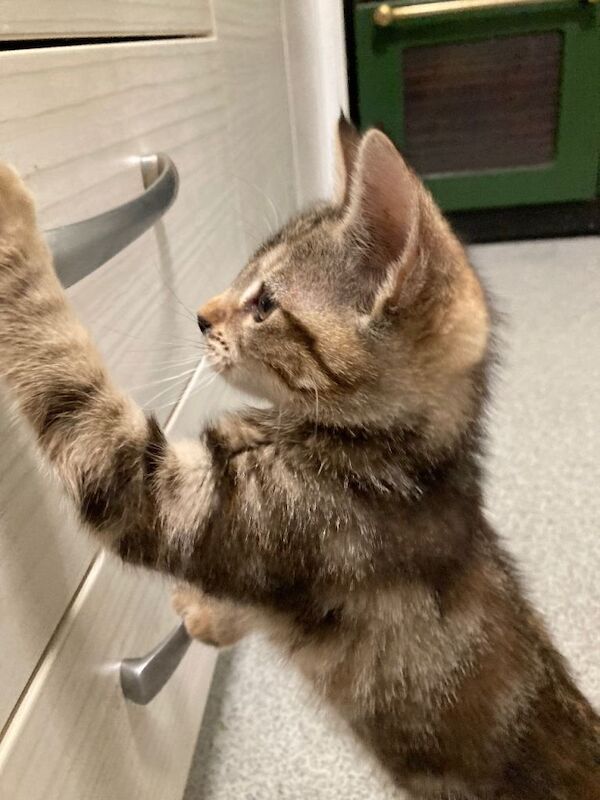 11 week old kitten - Image 4 of 4