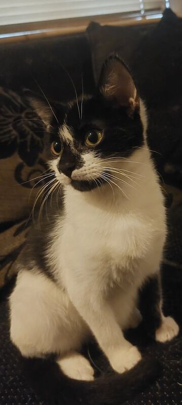 British Shorthair kittens for sale in Wednesbury, West Midlands – 11 weeks old