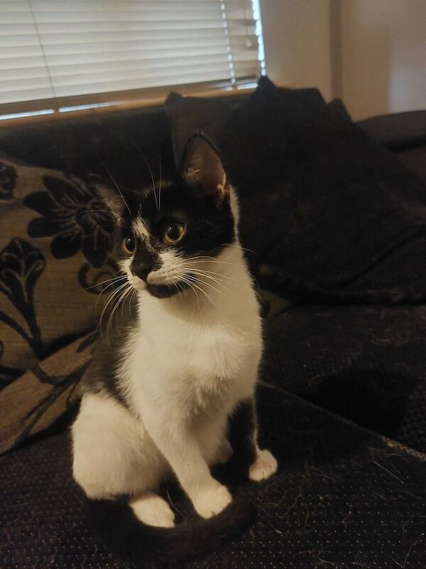 British Shorthair kittens for sale in Wednesbury, West Midlands – 12 weeks old - Image 3 of 3