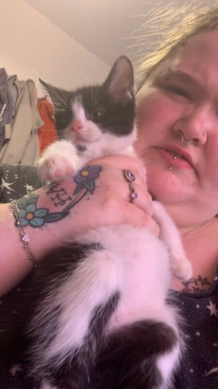 British Shorthair kittens for sale in Crewe, Cheshire – 11 weeks old