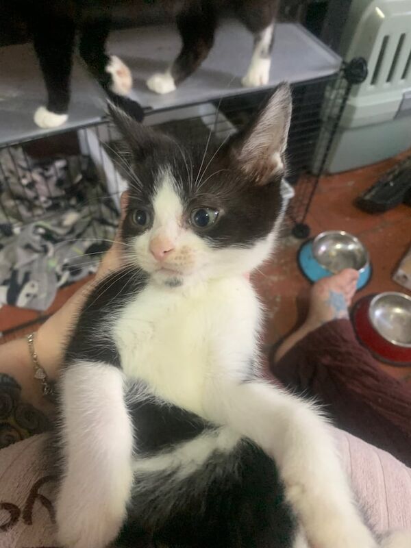 British Shorthair kittens for sale in Crewe, Cheshire – 11 weeks old - Image 3 of 3