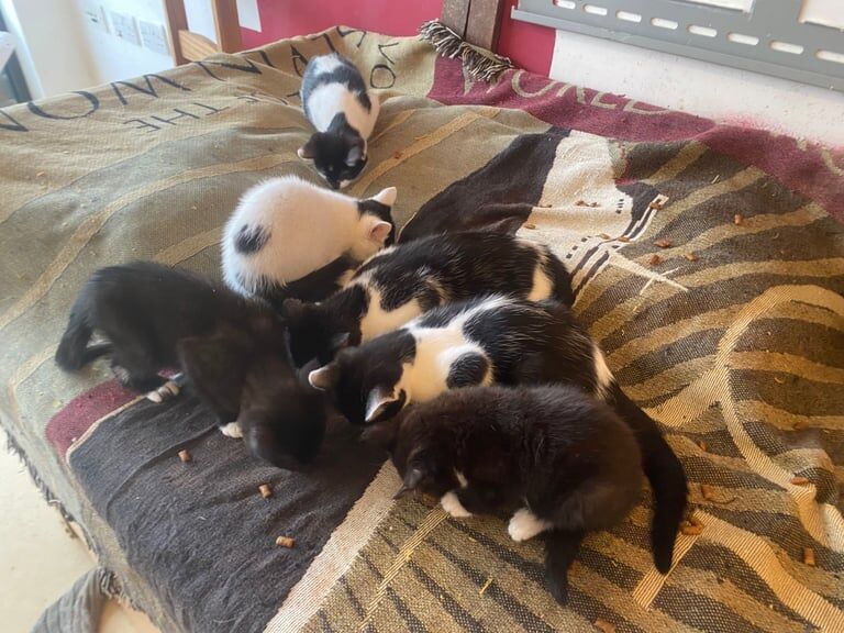 British Shorthair kittens for sale in Tower Hamlets, Kent – 9 weeks old - Image 4 of 6