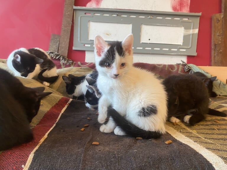 British Shorthair kittens for sale in Tower Hamlets, Kent – 9 weeks old - Image 5 of 6