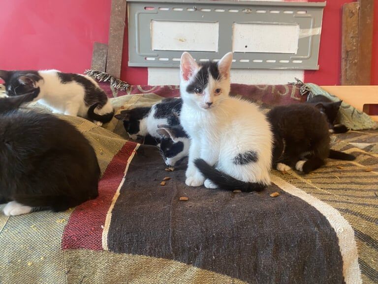British Shorthair kittens for sale in Tower Hamlets, Kent – 9 weeks old - Image 6 of 6
