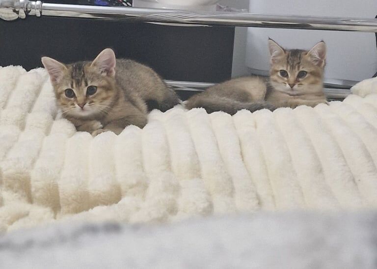 12 week old female kittens available NOW for sale in Bury St Edmunds, Suffolk