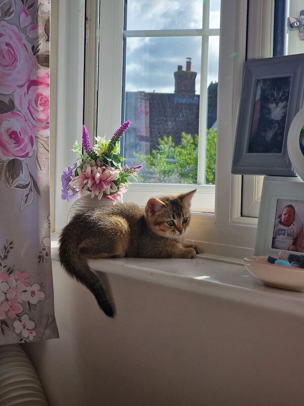 12 week old female kittens available NOW for sale in Bury St Edmunds, Suffolk | Image 2