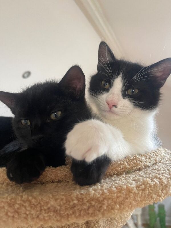 12 week old mixed British standard shorthair and main coon tuxedo