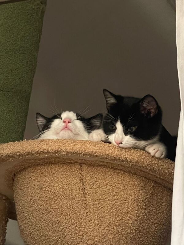 12 week old mixed British standard shorthair and main coon tuxedo - Image 2 of 5