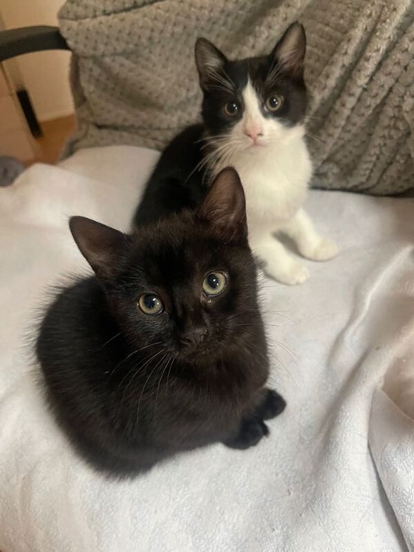 12 week old mixed British standard shorthair and main coon tuxedo - Image 3 of 5