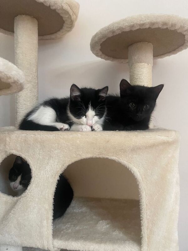 12 week old mixed British standard shorthair and main coon tuxedo - Image 4 of 5