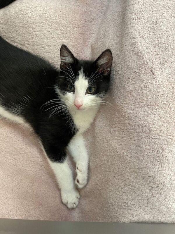 12 week old mixed British standard shorthair and main coon tuxedo - Image 5 of 5