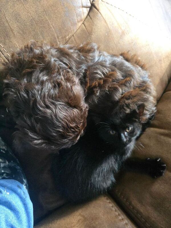 13 week old kitten Home Wanted for Fern ‍⬛