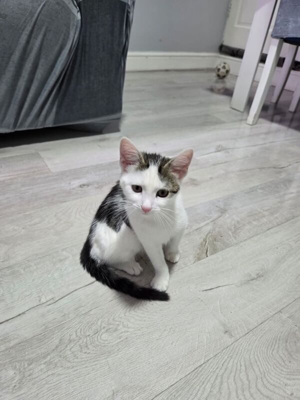 13 weeks female kitten available for sale in Small Heath, West Midlands