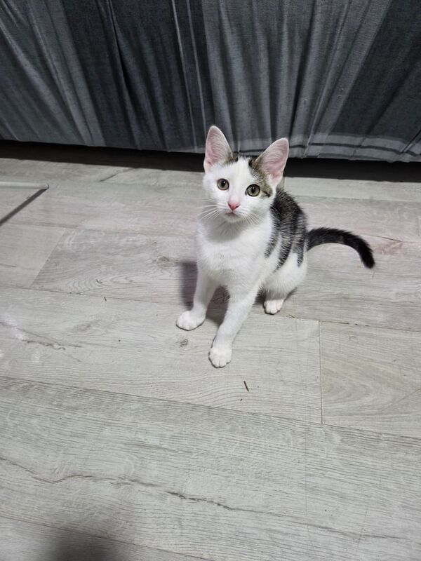 13 weeks female kitten available for sale in Small Heath, West Midlands | Image 3